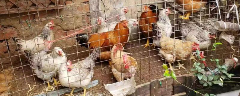 发酵床养鸡为什么大型养殖场没有用 发酵床养鸡真的不臭吗