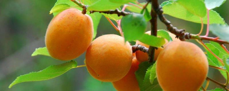 最优良的杏树品种有哪些? 优质杏树品种有哪些，高产是关键