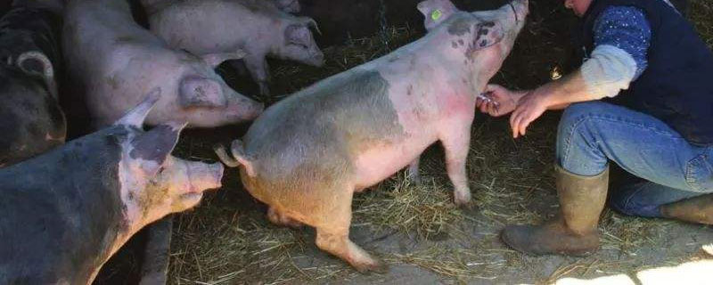 母猪感染非洲猪瘟的症状表现 母猪感染非洲猪瘟的症状