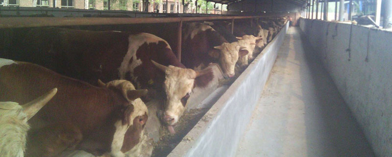 牛的饲料配方，主要由豆粕棉饼玉米麸皮和小苏打组成