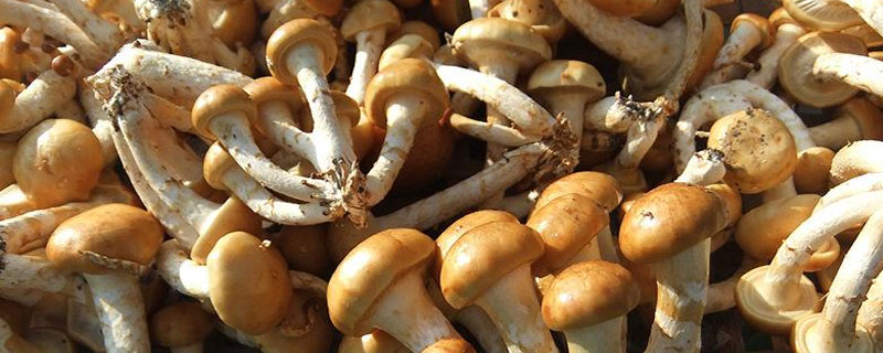 滑子菇、松茸、茶树菇之间的区别是什么滑子菇价格多少钱一斤