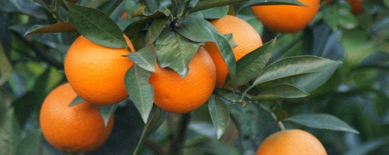 脐橙的种类有多少 脐橙的种类