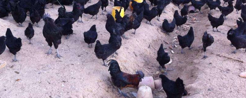 黑凤鸡可以长多大 黑凤鸡可以长到多少斤