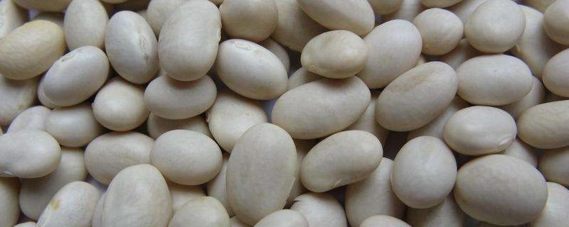 大雪豆和芸豆有什么区别 雪豆和白芸豆的区别