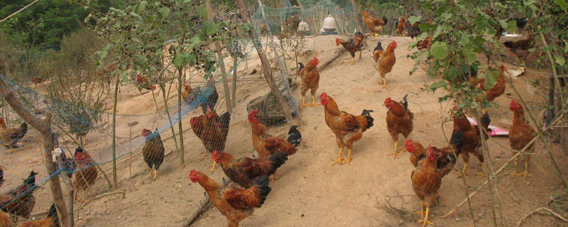 模拟农场22养鸡教程 养鸡教程