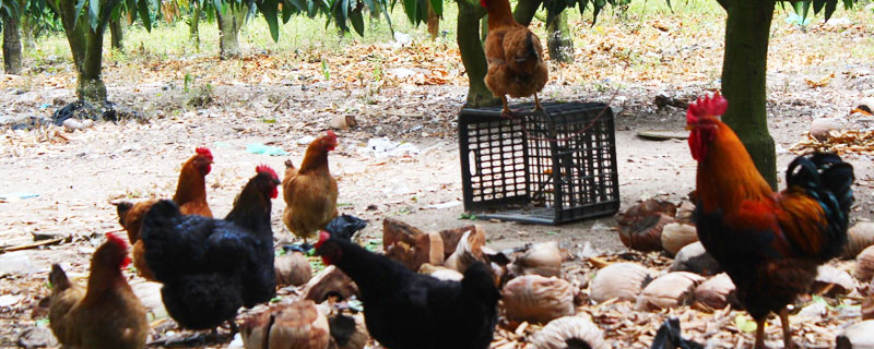 果园养鸡有哪些技术要点 果园养鸡技术