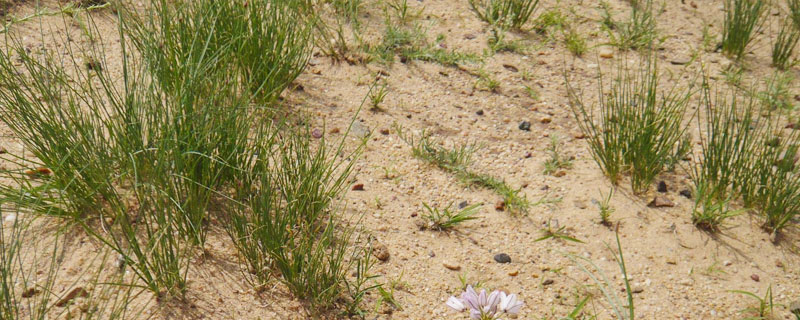 沙葱生长季节 沙葱是几年生植物