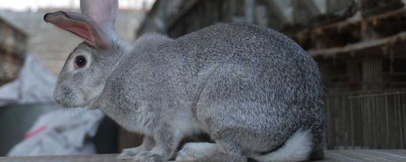 肉兔的孕期多长 孕期 兔肉