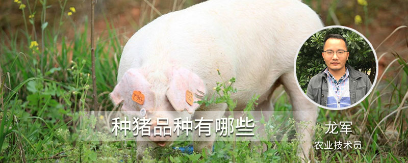 种猪品种有哪些 种猪都有什么品种