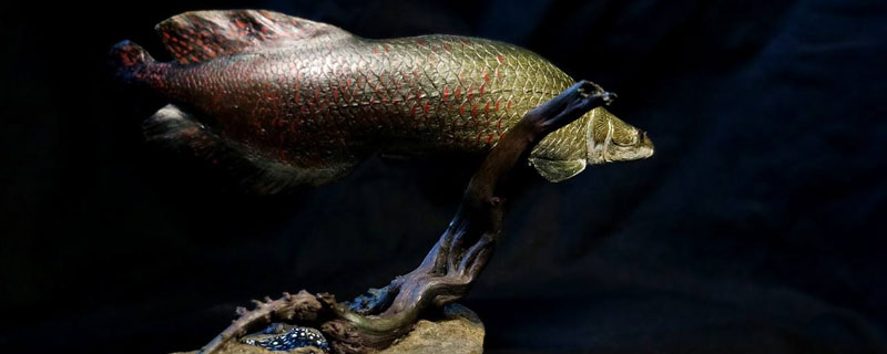 巨骨舌鱼养殖基地 巨骨舌鱼养殖方法