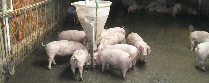 猪饲料配方表，含前期中期及后期 猪饲料 配方