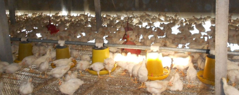 秋冬季节养鸡要注意什么 冬季养鸡注意事项