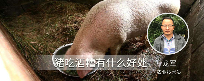 猪吃酒糟有什么好处 酒糟对猪的坏处