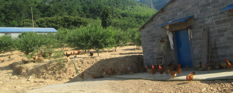 养鸡场能不能建在村庄 如何修建养鸡场