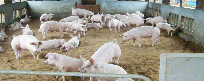 养猪发酵床怎么做 猪发酵床的制作方法