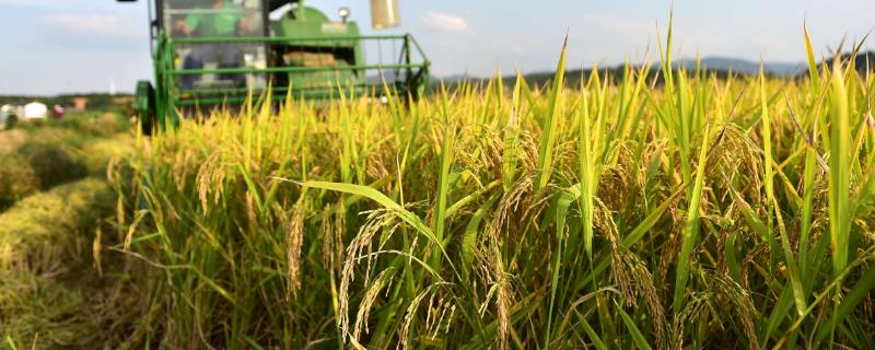 水稻钾肥什么时候扬合适 水稻钾肥什么时候施肥