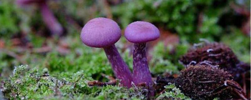 紫蘑菇有哪些 紫蘑菇百科