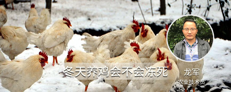 冬天怎么给鸡喂水 冬天养鸡要不要喂水