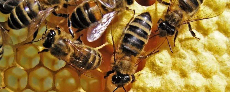 蜜蜂的养殖技术，加强蜂群管理 蜜蜂养殖与日常管理