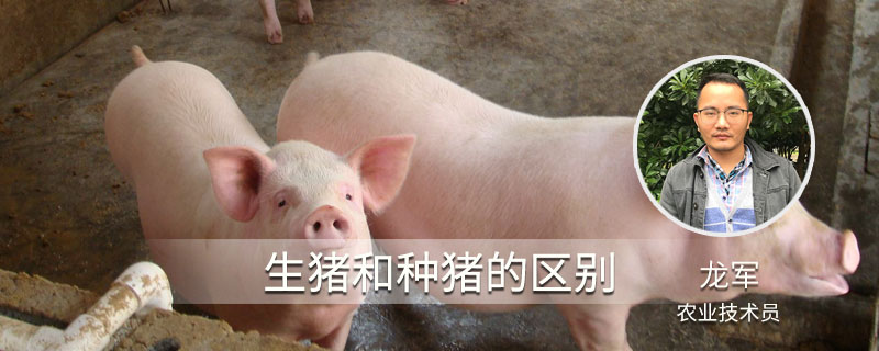 生猪和种猪的区别 种猪和肥猪有什么区别