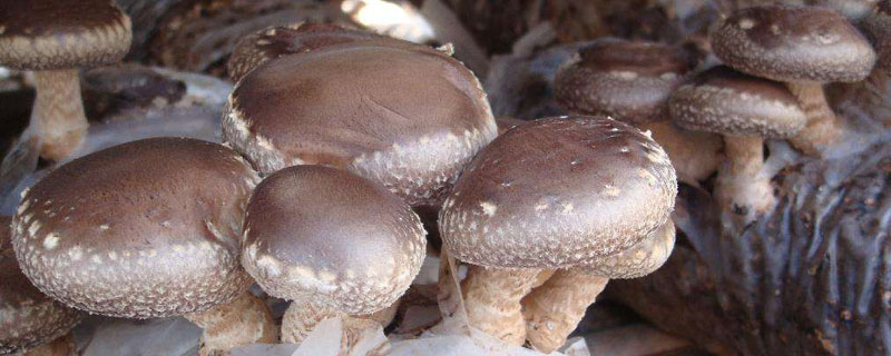 养殖香菇风险大么 养殖香菇的前景如何