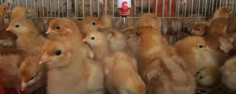 雏鸡前10天的饲养技术 观赏雏鸡前10天的饲养技术