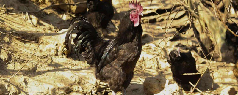 农村在山上养鸡违法吗 山上养鸡被禁止了吗