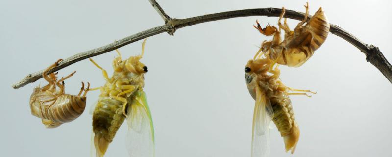 金蝉怎么养殖金蝉人工养殖技术 金蝉人工养殖技术