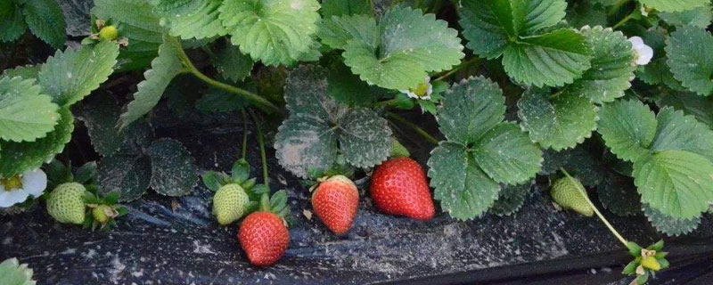 草莓烂果是什么原因 草莓出现烂果怎么办