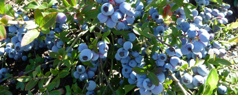 蓝莓苗哪里有 蓝莓苗出售
