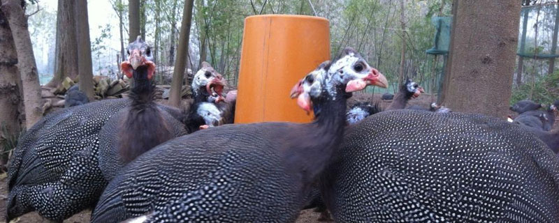 珍珠鸡的养殖方法，合理控制密度 珍珠鸡的养殖前景与效益