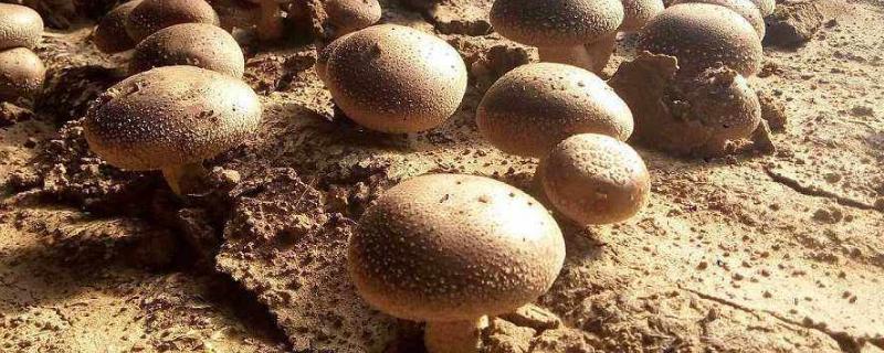 蘑菇菌包怎么种植方法 蘑菇菌种包如何养殖