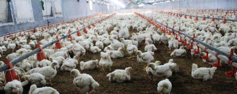 速成鸡的养殖技术（快速养鸡技术）