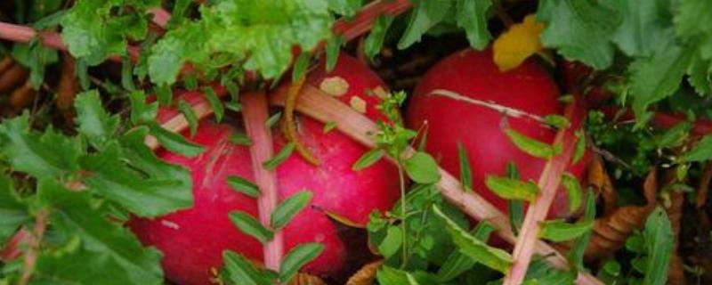 大红萝卜的种植方法和时间 红萝卜种植方法和时间