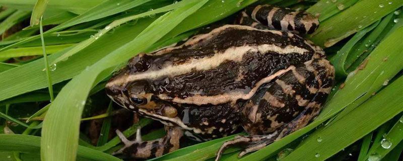 黑斑蛙养殖技术 黑斑蛙养殖技术视频