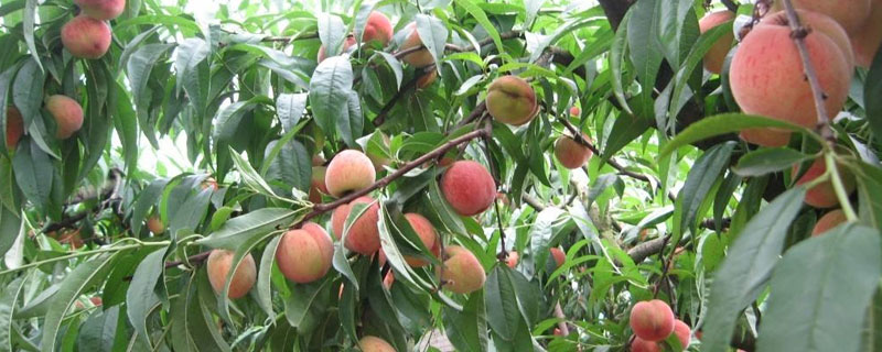 每亩桃树产多少斤 一颗桃树产多少斤