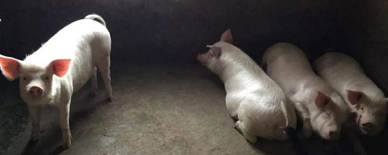 泔水喂猪处罚依据，明令禁止泔水养猪，违者视情节罚款