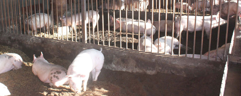 科学养猪的方法 怎样科学养殖猪