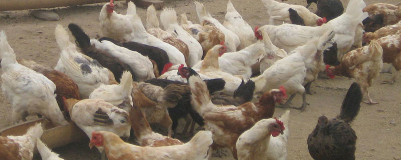 冬季养鸡温度控制 冬季养鸡的温度是最低是多少