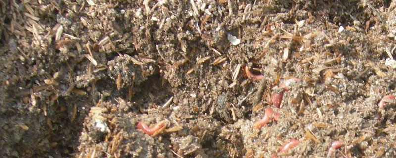 蚯蚓粪有机肥有前景吗 蚯蚓粪是生物有机肥吗