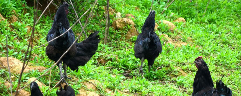 旧院黑鸡做法 旧院黑鸡如何生态养殖