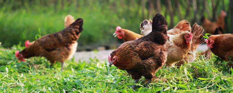 散养鸡的养殖方法 鸡的养殖方法