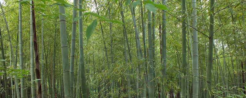 环嗪酮杀竹子怎么用 环嗪酮杀树竹后对土壤,水源有污染吗?