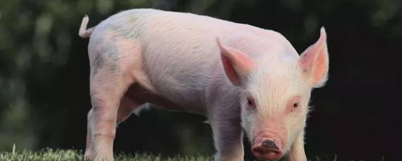 猪的生活环境，猪舍如何搭建 养猪怎样建猪舍