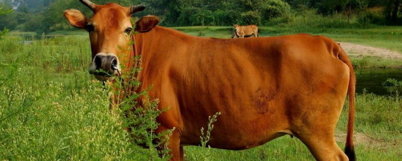 牛头能出多少斤肉，牛头有淋巴结吗 牛头能出几斤肉