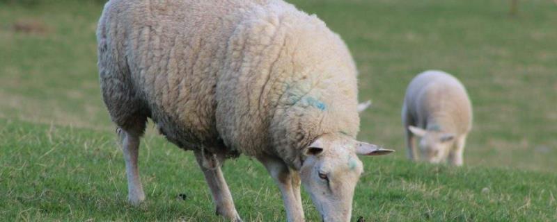公绵羊的羊角大还是母绵羊的羊角大，羊角的功能