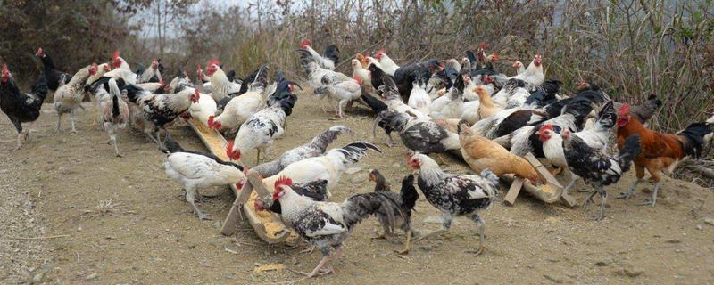 鹊山鸡和土鸡哪个更好，鹊山鸡的产蛋量怎么样