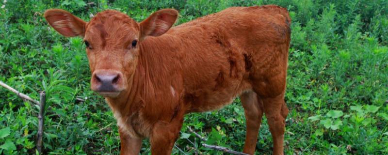 犊牛喘怎么治 牛犊喘用什么药，是什么原因导致的