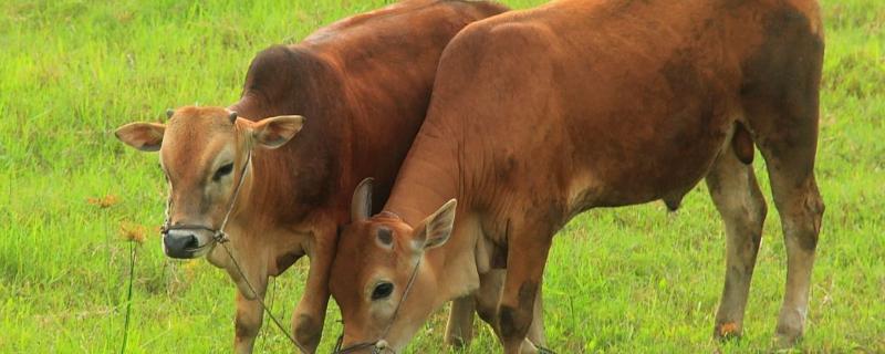 牛的生殖方式是什么，牛的寿命有多长
