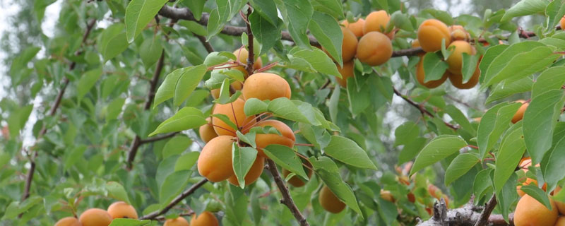 杏子怎么种植才更甜 杏子怎么种植